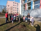 Starszaki sadzą drzewka w SP nr 1 -  15.11.2022