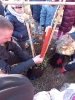 Starszaki sadzą drzewka w SP nr 1 -  15.11.2022