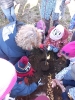 Starszaki sadzą drzewka w SP nr 1 -  15.11.2022