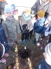 Starszaki sadzą drzewka w SP nr 1 -  15.11.2022