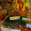 Święto Pieczonego Ziemniaka - 22.09.2023 r.