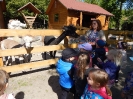 Wizyta dzieci z grupy Smerfów i Pszczółek w Atis Alpakoterapia 15,16.05.2024 r