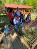Wizyta dzieci z grupy Smerfów i Pszczółek w Atis Alpakoterapia 15,16.05.2024 r