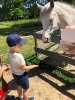 Wycieczka Żabek do Zagrody Edukacyjnej Wieś.co 27.05.24r.