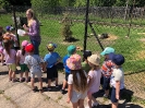 Wycieczka Żabek do Zagrody Edukacyjnej Wieś.co 27.05.24r.