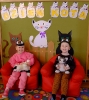 Dzień Kota u Pszczółek -17.02.25r.
