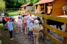 Pszczółki odwiedzają alpaki - 24.06.2025
