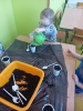 Sadzenie cebuli w grupie Smerfy - 28.03.2025