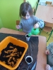 Sadzenie cebuli w grupie Smerfy - 28.03.2025