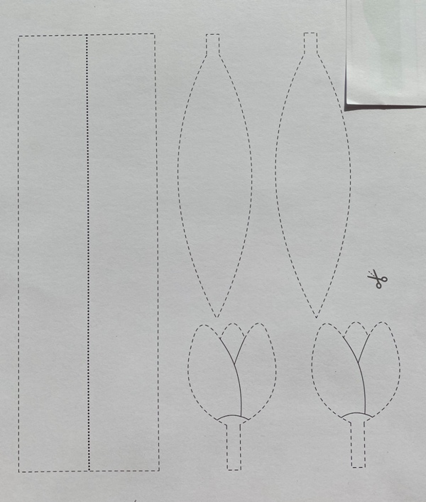 tulipan