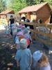 Pszczółki odwiedzają Alpaki 23.06.2026