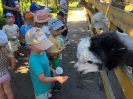 Smerfy odwiedzają Alpaki 24.06.2026