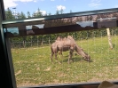 IMG-20260530-WA0135