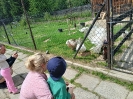 Zagroda Edukacyjna Wieś. Co - wycieczka Pszczółek z rodzicami 12.06.2026