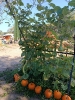 IMG-20260920-WA0090