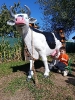 IMG-20260920-WA0104