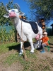 IMG-20260920-WA0106
